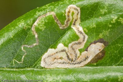 0110 Bruine Rozenmineermot - Rose Leaf Miner - Stigmella anomalella