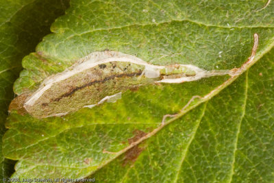 1172 Roestmijnmot - Callisto denticulella