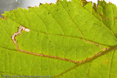 0102 Slanke Mineermot - Stigmella microtheriella