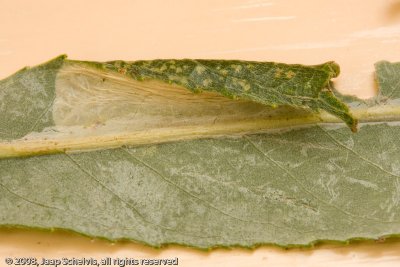 1301 Witstreepwilgenvouwmot - Phyllonorycter salictella