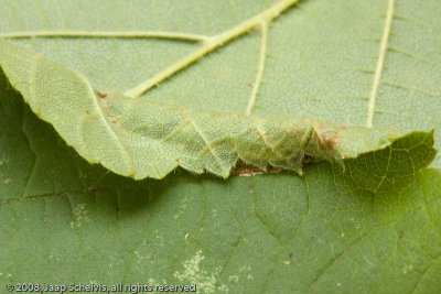 1234 Hazelaarblaasmot - Nut Leaf Blister Moth - Phyllonorycter coryli