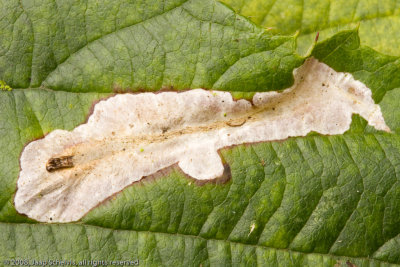 0444 Gele Bramenvlekmot - Coptotriche marginea