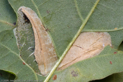 1268 Prachteikenvouwmot - Phyllonorycter lautella