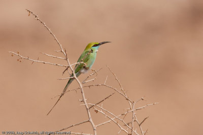 Little Green Bee-eater