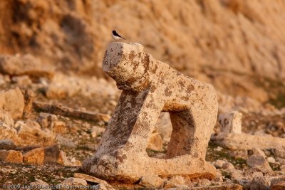 Hume's Wheatear