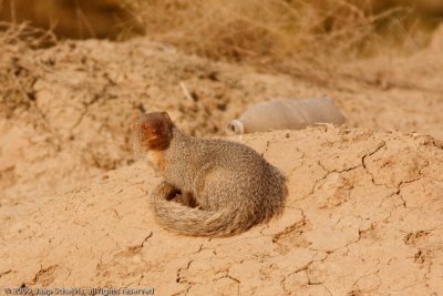 Indian grey Mongoose