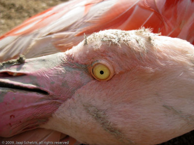 Flamingo