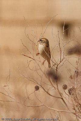Dead Sea Sparrow