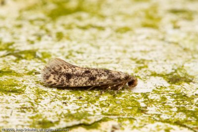 0689 Bruingevlekte Klerenmot - Brown-dotted Clothes Moth - Niditinea fuscella