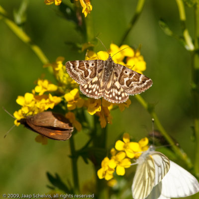 08967 Mi-vlinder - Mother Shipton - Callistege mi