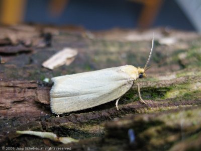 4596 Gele Bladroller - Timothy Tortrix - Aphelia paleana