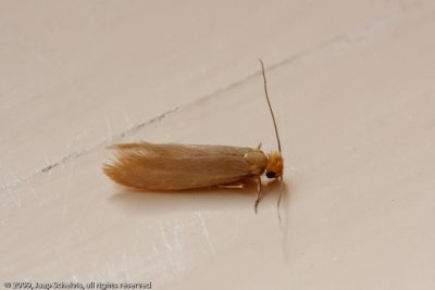 0669 Klerenmot - Common Clothes Moth - Tineola bisselliella