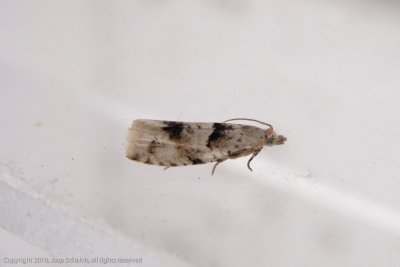 4877 Witte Oogbladroller - Epinotia bilunana