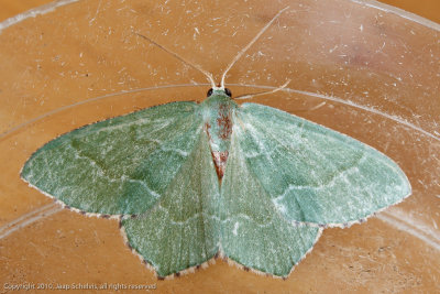 07980 Kleine Zomervlinder - Common Emerald - Hemithea aestivaria