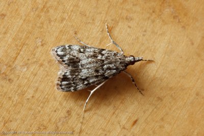 6180 Lichte Granietmot - Eudonia lacustrata