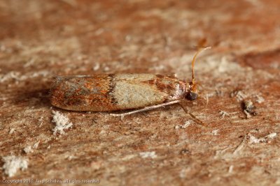 6102 Indische Meelmot - Indian Meal Moth - Plodia interpunctella