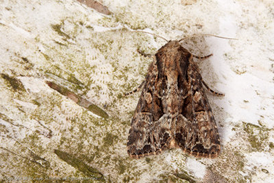 09918 W-uil - Pale-shouldered Brocade - Lacanobia thalassina