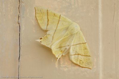 07659 Vliervlinder - Swallow-tailed Moth - Ourapteryx sambucanaria
