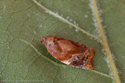 4525 Zomerbladroller - Red-barred Tortrix - Ditula angustiorana