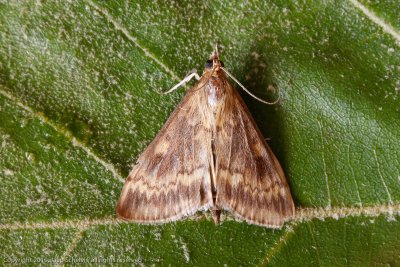 6649 Maïsboorder - European Corn-borer - Ostrinia nubilalis