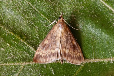 6649 Masboorder - European Corn-borer - Ostrinia nubilalis