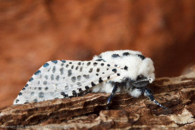 4176 Gestippelde Houtvlinder - Leopard moth - Zeuzera pyrina