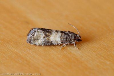 4778 Tweebandbladroller - Piniphila bifasciana