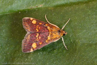 6604 Muntvlinder - Pyrausta aurata