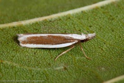 3849 Jeneverbesmot - Juniper Webber - Dichomeris marginella