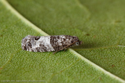 4831 Rode Knopbladroller - Bud Moth - Spilonota ocellana