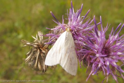 6623 Bruidsmot	 - Sitochroa palealis