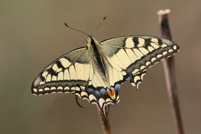 6960 Koninginnepage - Swallowtail - Papilio machaon