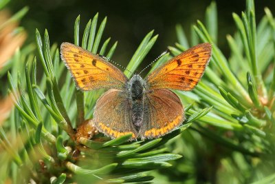 7041 Rode Vuurvlinder - Purple-edged Copper - Lycaena hippothoe