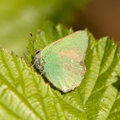 7058 Groentje - Green Hairstreak - Callophrys rubi