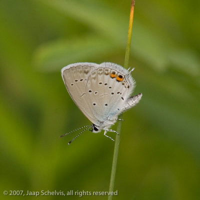 7093 Staartblauwtje - Short-tailed Blue - Cupido argiades