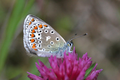 7163 Icarusblauwtje - Common Blue - Polyommatus icarus