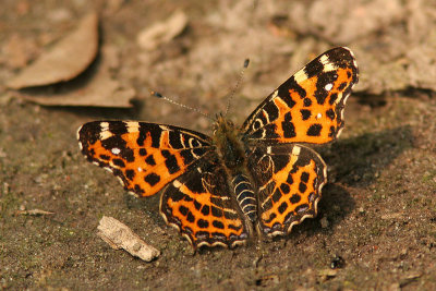 7255 Landkaartje - Map Butterfly - Araschnia levana
