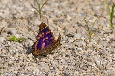 7298 Kleine Weerschijnvlinder - Lesser Purple Emperor - Apatura ilia