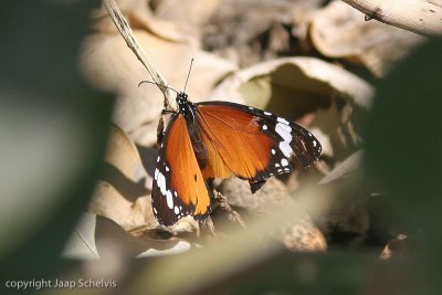 7476 Kleine Monarch - Plain Tiger - Danaus chryssipus