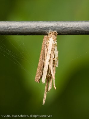 0877 Gewone Zakdrager - Bagworm Moth - Psyche casta