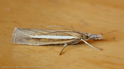 6266 Smalle Witlijngrasmot - Agriphila selasella