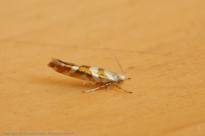 1454 Berkenpedaalmot - Argyresthia goedartella