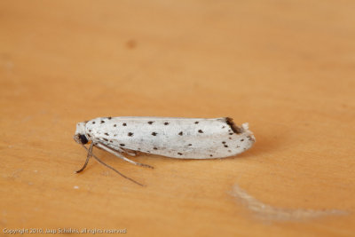 1350 Kardinaalsmutsstippelmot - Spindle Ermine - Yponomeuta cagnagella