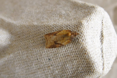 4391 Bruingele Boogbladroller - Acleris aspersana