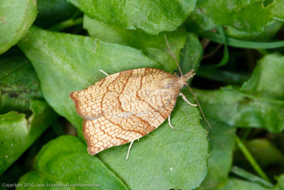 4578 Hazelaarbladroller - Chequered Fruit-tree Tortrix - Pandemis corylana