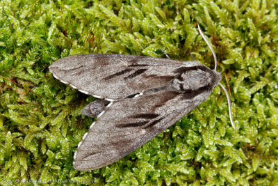 6834 Dennenpijlstaart - Pine Hawk-moth - Sphinx pinastri