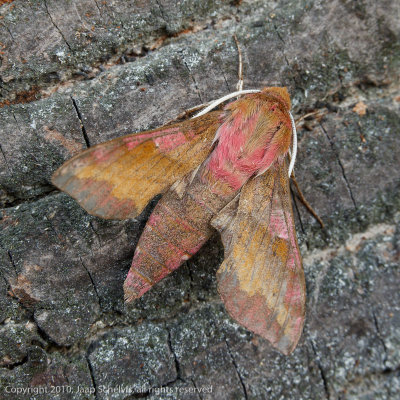 6863 Klein Avondrood - Small Elephant Hawk-moth - Deilephila porcellus