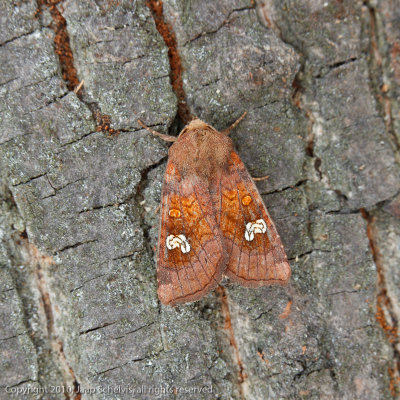09828 Roodbruine Vlekuil - Ear Moth - Amphipoea oculea