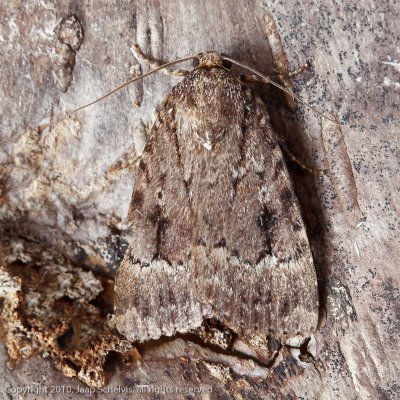 09308 Schijn-piramidevlinder - Svenssons Copper Underwing - Amphipyra berbera