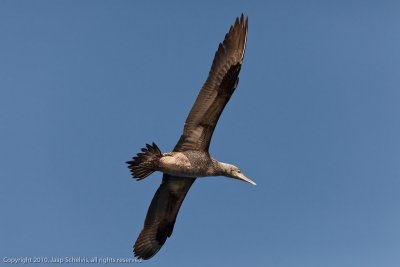 JS--01102010-0169.jpg